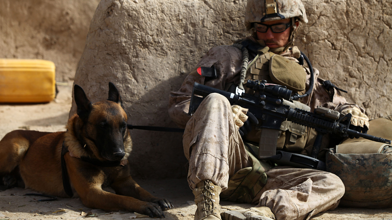 Illustration for article titled 26 Awesome Photos of War Dogs Showing How Badass and Cute They Can Be